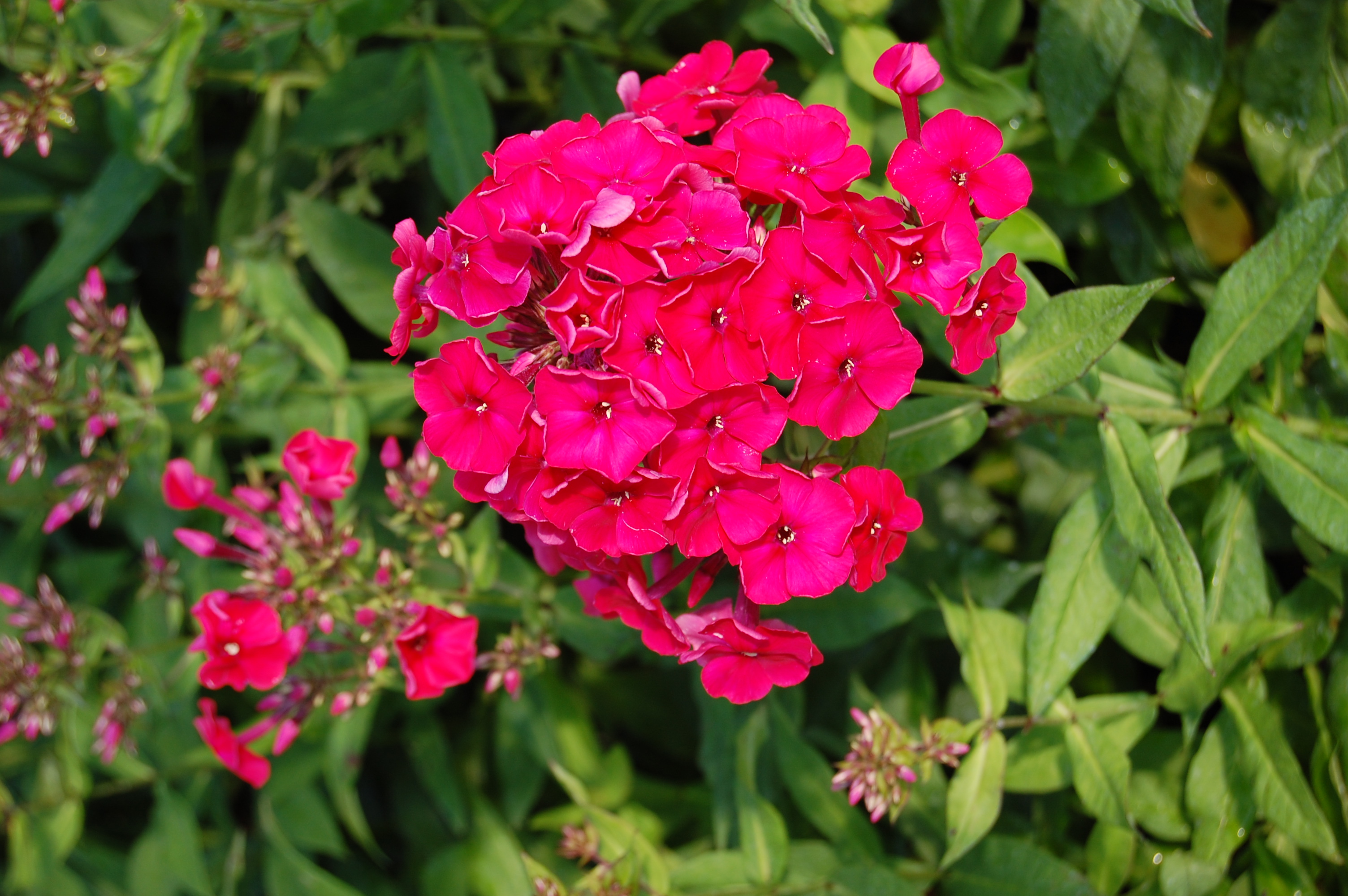 Phlox paniculata 'Red Riding Hood'